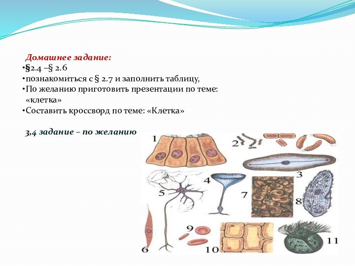 Домашнее задание:§2.4 –§ 2.6познакомиться с § 2.7 и заполнить таблицу,По желанию приготовить