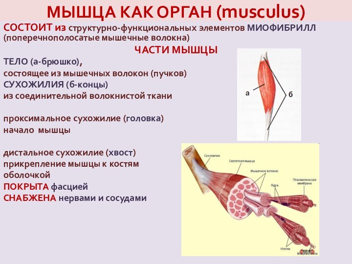 МЫШЦА КАК ОРГАН (musculus)    СОСТОИТ из