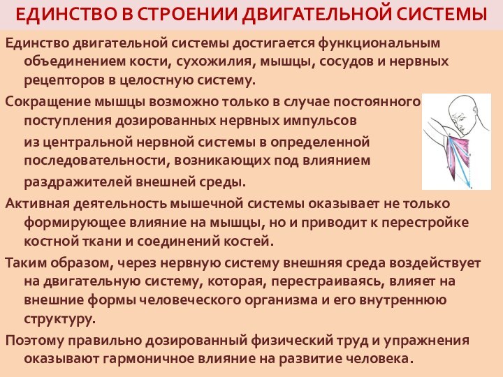 ЕДИНСТВО В СТРОЕНИИ ДВИГАТЕЛЬНОЙ СИСТЕМЫ Единство двигательной системы достигается функциональным объединением