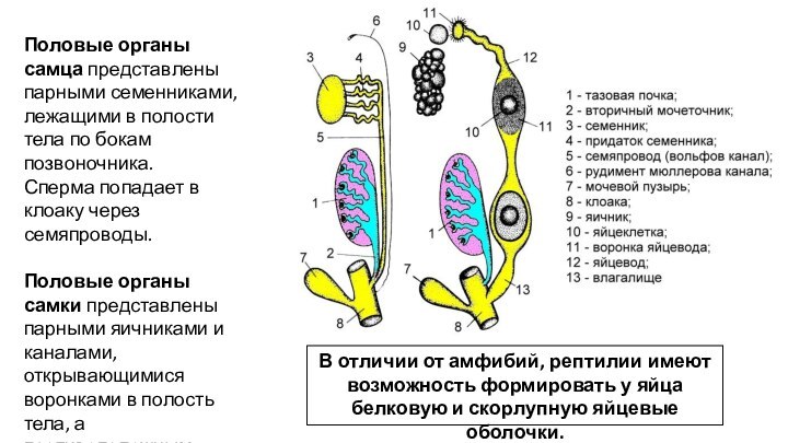 Половые органы самца представлены парными семенниками, лежащими в полости тела по бокам