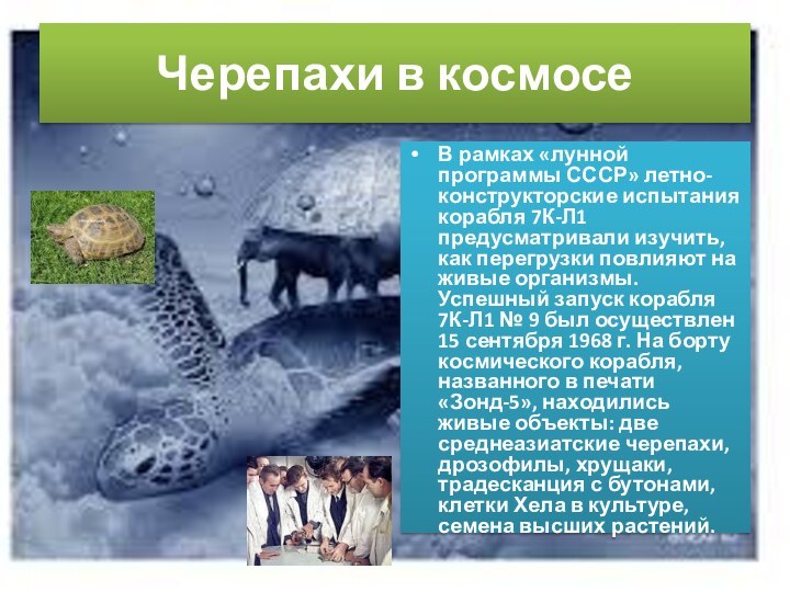 Черепахи в космосеВ рамках «лунной программы СССР» летно-конструкторские испытания корабля 7К-Л1 предусматривали