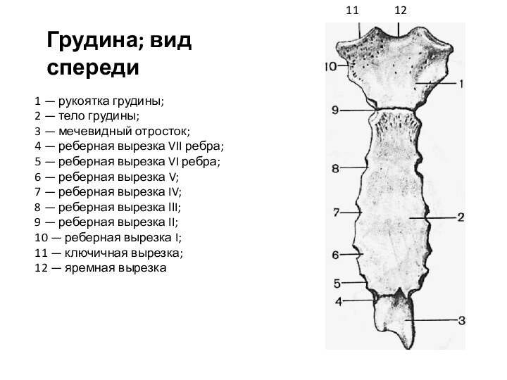 1112Грудина; вид спереди1 — рукоятка грудины;2 — тело грудины;3 — ме­чевидный отросток;4