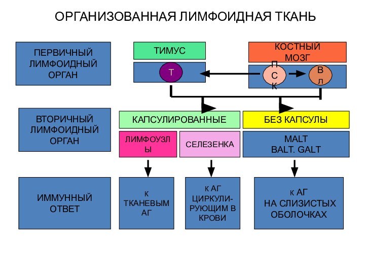 ОРГАНИЗОВАННАЯ ЛИМФОИДНАЯ ТКАНЬ ПЕРВИЧНЫЙ ЛИМФОИДНЫЙОРГАНТИМУСКОСТНЫЙМОЗГТПСКВлВТОРИЧНЫЙ ЛИМФОИДНЫЙОРГАНКАПСУЛИРОВАННЫЕБЕЗ КАПСУЛЫИММУННЫЙОТВЕТЛИМФОУЗЛЫСЕЛЕЗЕНКАМАLTBALT. GALTК ТКАНЕВЫМАГК АГЦИРКУЛИ-РУЮЩИМ ВКРОВИК АГ НА СЛИЗИСТЫХОБОЛОЧКАХ