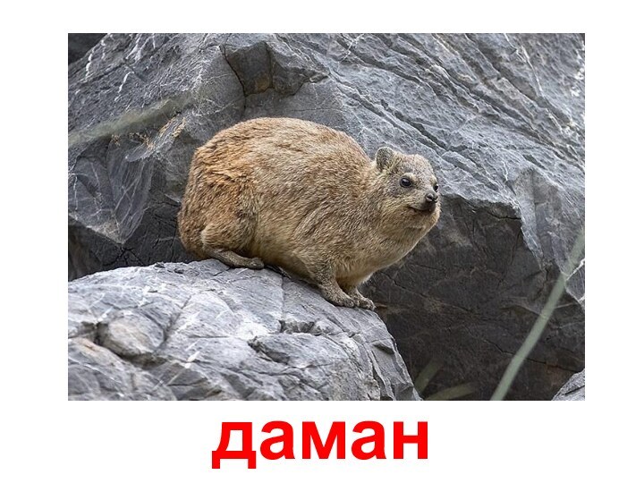 даман