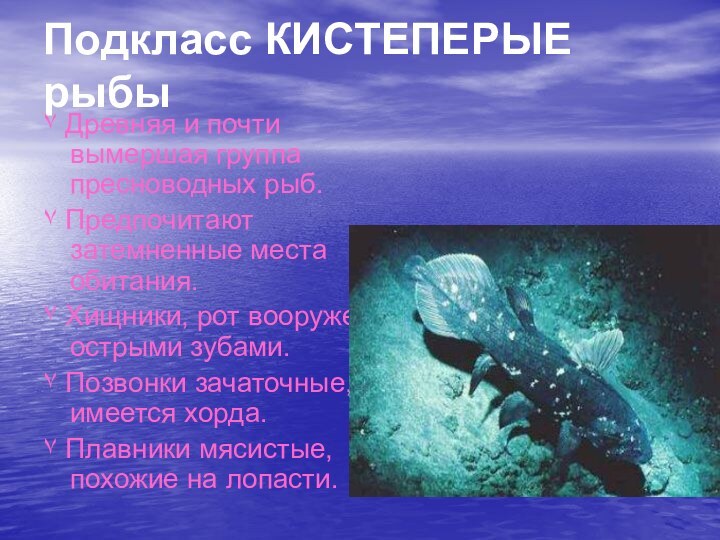 Подкласс КИСТЕПЕРЫЕ рыбы۷ Древняя и почти вымершая группа пресноводных рыб.۷ Предпочитают затемненные