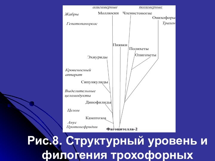 Рис.8. Структурный уровень и филогения трохофорных