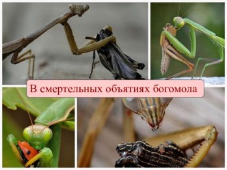 В смертельных объятиях богомола