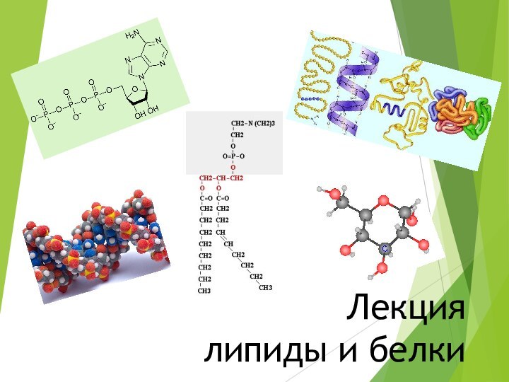 Лекция  липиды и белки