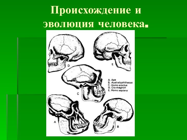 Происхождение и эволюция человека.