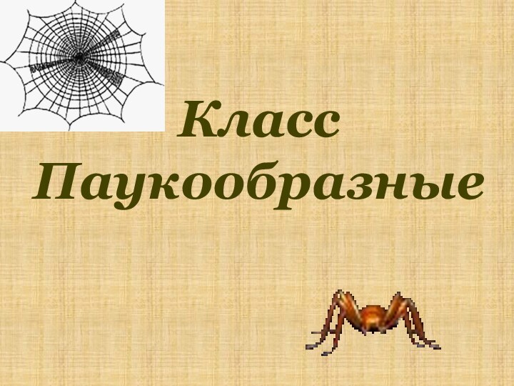 Класс Паукообразные