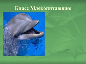 Класс Млекопитающие