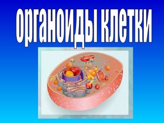 Органоиды клетки