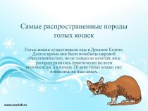 Самые распространенные породы голых кошек