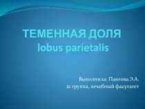 ТЕМЕННАЯ ДОЛЯlobusparietalis