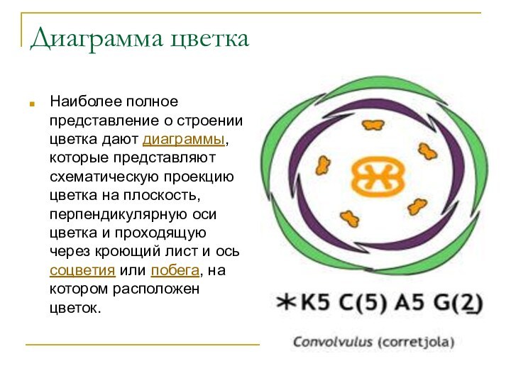 Диаграмма цветкаНаиболее полное представление о строении цветка дают диаграммы, которые представляют схематическую