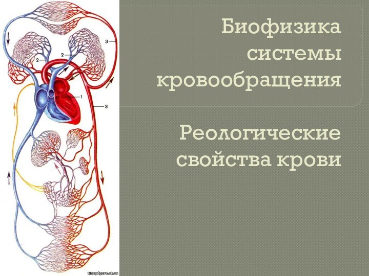 Биофизика системы кровообращения  Реологические свойства крови