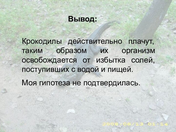 Вывод:Крокодилы действительно плачут, таким образом их организм освобождается от избытка солей, поступивших