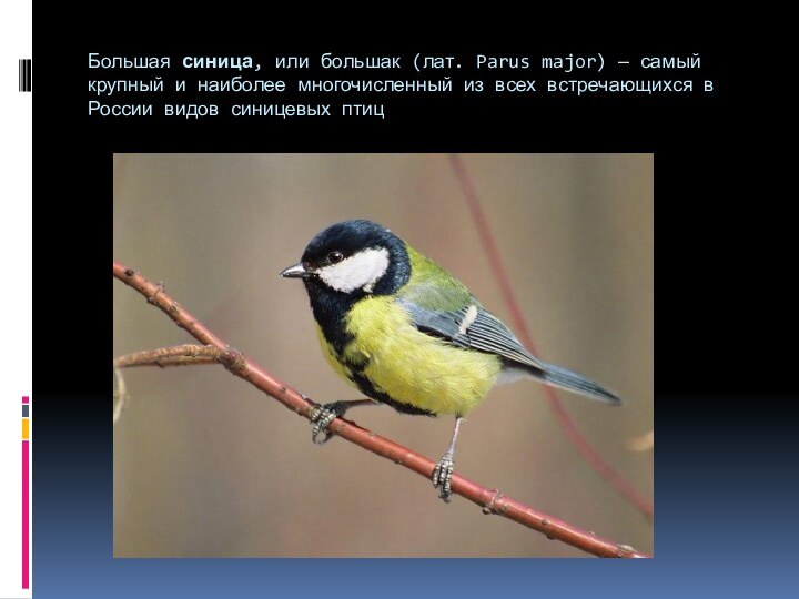 Большая синица, или большак (лат. Parus major) — самый крупный и наиболее многочисленный из