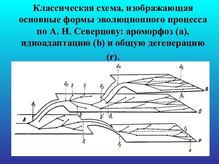 Классическая схема, изображающая основные формы эволюционного процесса по А. Н. Северцову: ароморфоз