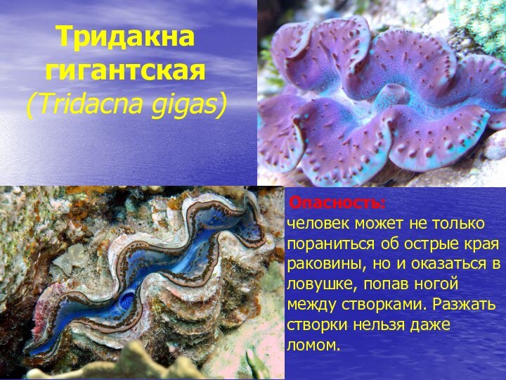 Тридакна гигантская (Tridacna gigas)   Опасность: человек может не только пораниться