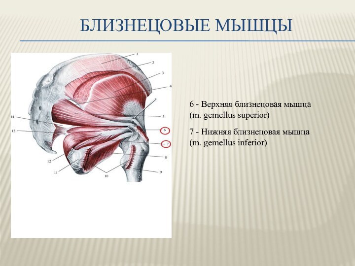 Близнецовые мышцы6 - Верхняя близнецовая мышца (m. gemellus superior)7 - Нижняя близнецовая мышца (m. gemellus inferior)