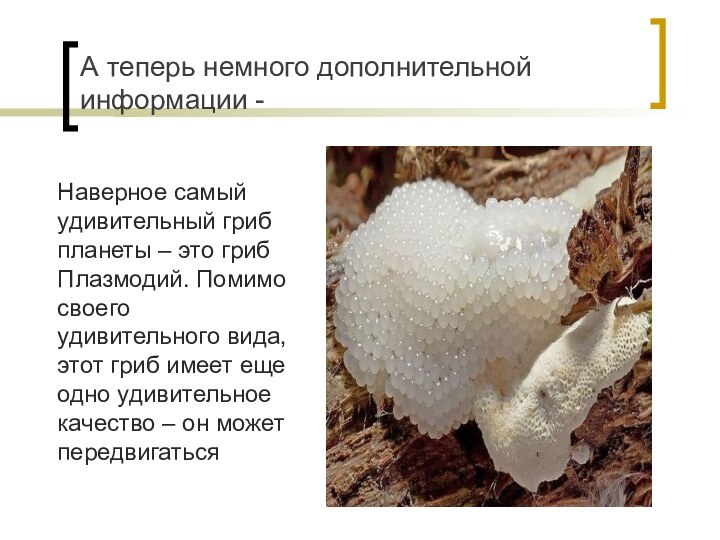 А теперь немного дополнительной информации -Наверное самый удивительный гриб планеты – это