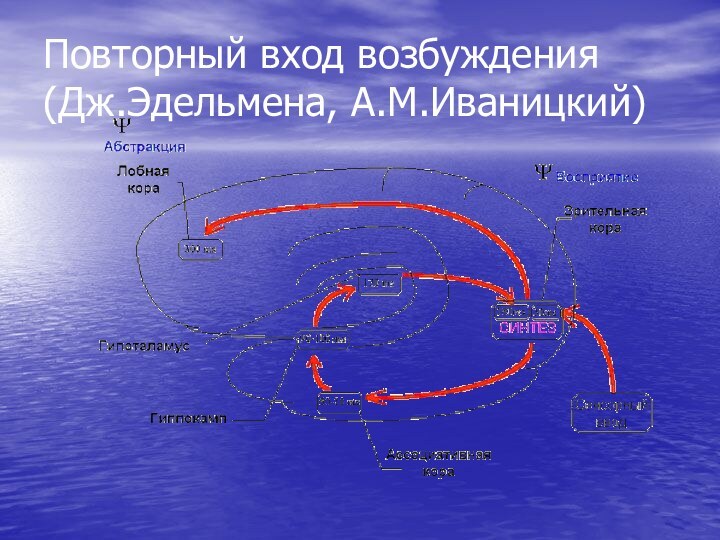 Повторный вход возбуждения (Дж.Эдельмена, А.М.Иваницкий)