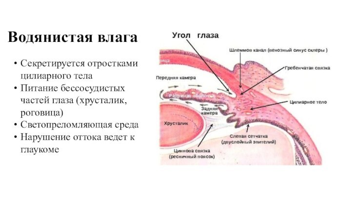 Водянистая влагаСекретируется отростками цилиарного телаПитание бессосудистых частей глаза (хрусталик, роговица)Светопреломляющая средаНарушение оттока ведет к глаукоме