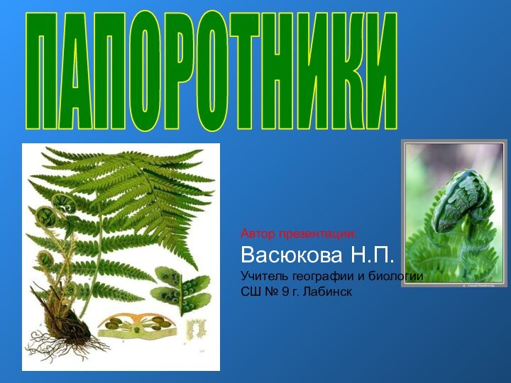 ПАПОРОТНИКИАвтор презентации:Васюкова Н.П.Учитель географии и биологииСШ № 9 г. Лабинск