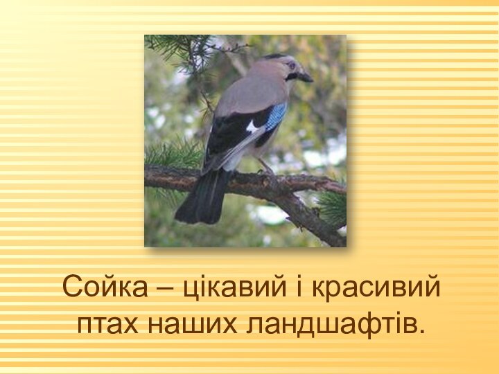 Сойка – цікавий і красивий птах наших ландшафтів.