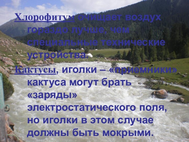 Хлорофитум очищает воздух гораздо лучше, чем специальные технические устройства.Кактусы, иголки – «приемники»