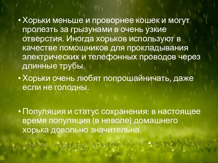 Хорьки меньше и проворнее кошек и могут пролезть за грызунами в очень