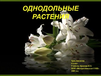 Однодольные растения