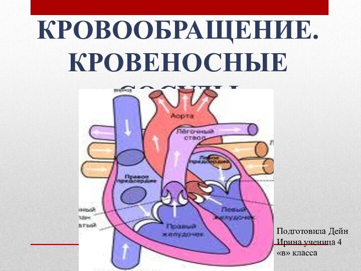 Кровообращение.Кровеносные сосудыПодготовила Дейн Ирина ученица 4 «в» класса