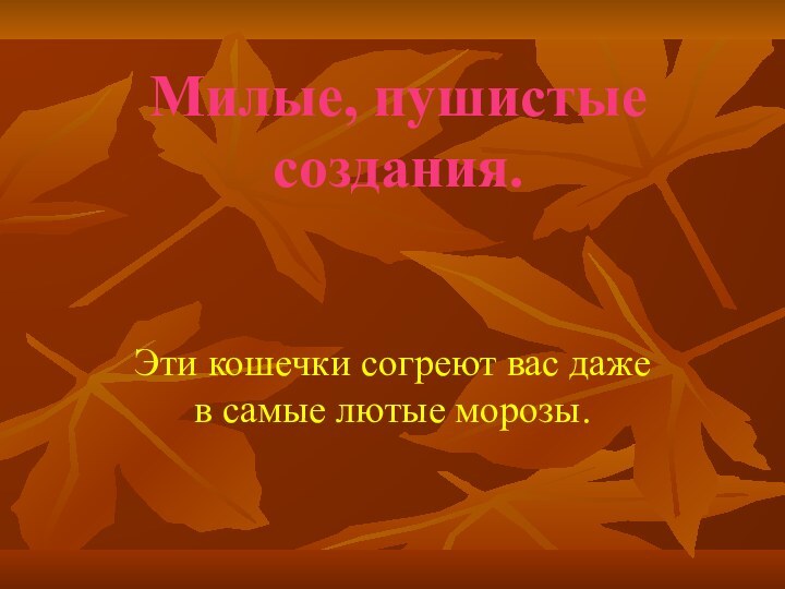 Милые, пушистые создания.Эти кошечки согреют вас даже в самые лютые морозы.