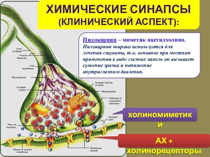 химические синапсы (клинический аспект):холиномиметикиАХ + холинорецепторыПилокарпин – миметик ацетилхолина. Пилокарпин широко используется