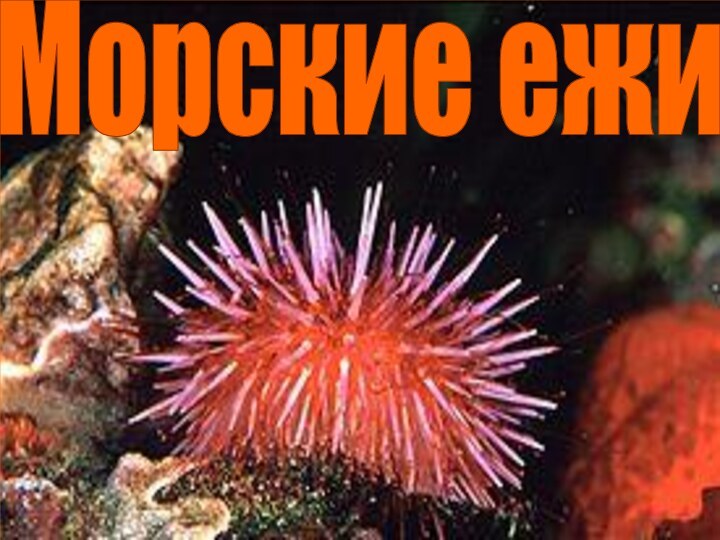 Морские ежи