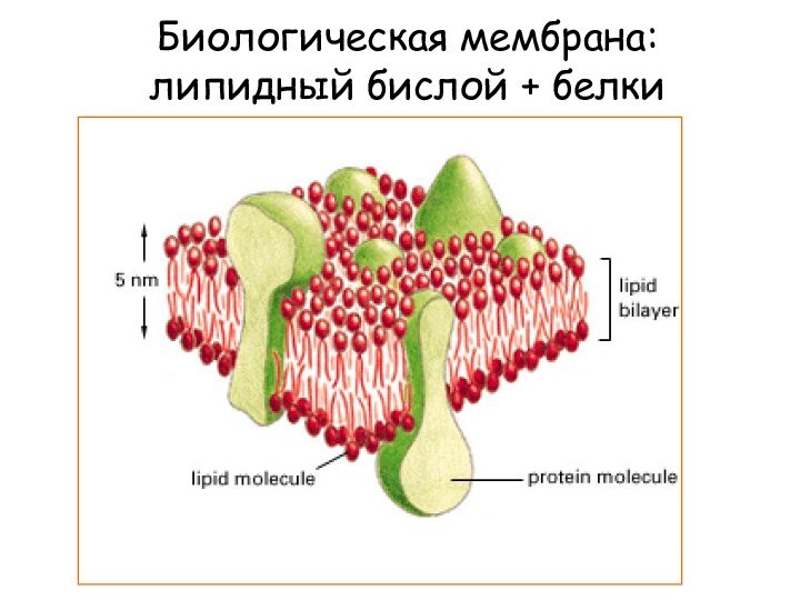 Биологическая мембрана: липидный бислой + белки