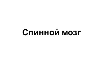 Спинной мозг