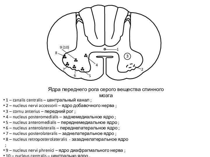 Ядра переднего рога серого вещества спинного мозга123456789 (10) 1 – canalis centralis