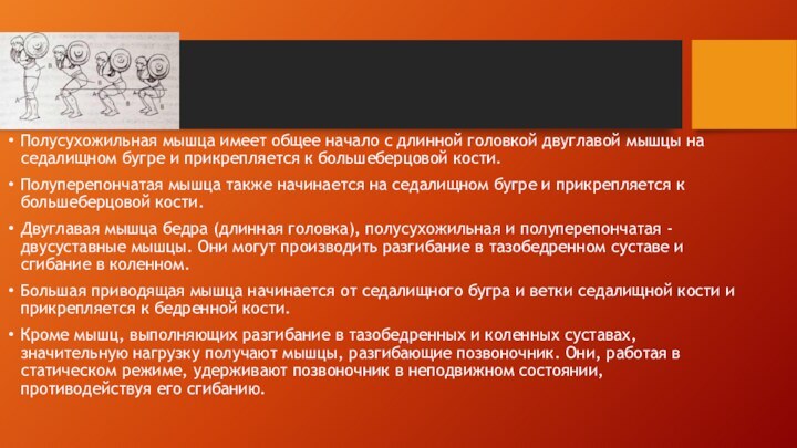 Полусухожильная мышца имеет общее начало с длинной головкой двуглавой мышцы на седалищном