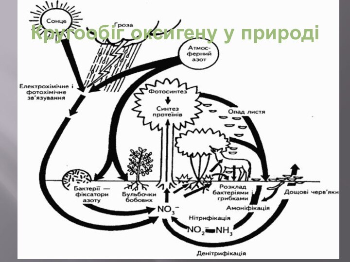 Кругообіг оксигену у природі