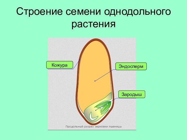 Строение семени однодольного растенияКожураЭндоспермЗародыш