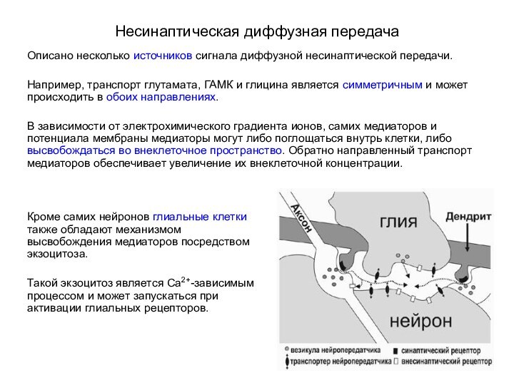 Несинаптическая диффузная передачаОписано несколько источников сигнала диффузной несинаптической передачи.Например, транспорт глутамата, ГАМК