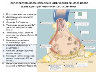 Последовательность событий в химическом синапсе после активации пресинаптического окончания