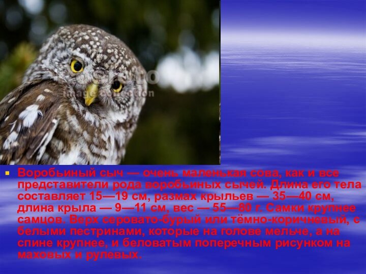 Воробьиный сыч — очень маленькая сова, как и все представители рода воробьиных