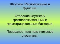 Строение жгутика у бактерий