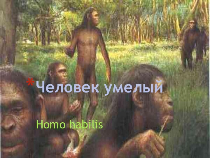 Homo habilisЧеловек умелый