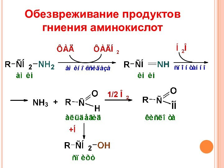 Обезвреживание продуктов гниения аминокислот