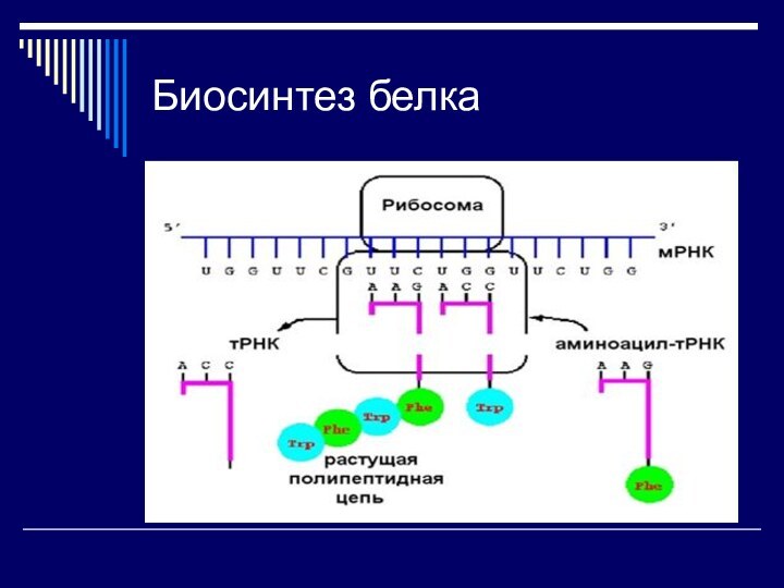 Биосинтез белка